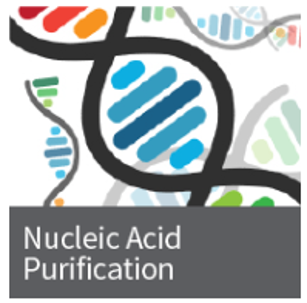 Nucleic Acid Purification